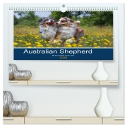 Cover-Bild zum Titel 'Australian Shepherd 2026 (hochwertiger Premium Wandkalender 2026 DIN A2 quer), Kunstdruck in Hochglanz' von 'Annett Mirsberger'