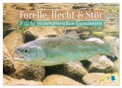 Cover-Bild zum Titel 'Forelle, Hecht und Stör: Fische in europäischen Gewässern (Wandkalender 2026 DIN A2 quer), CALVENDO Monatskalender' von 'Calvendo Calvendo'
