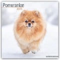 Pomeranians - Zwergspitz - Pomeranian Zwergspitz 2025 - 16-Monatskalender - 