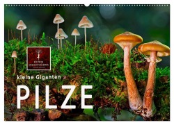 Pilze - kleine Giganten (Wandkalender 2026 DIN A2 quer), CALVENDO Monatskalender - Peter Roder