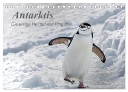 Antarktis, die eisige Heimat der Pinguine (Tischkalender 2026 DIN A5 quer), CALVENDO Monatskalender - Michèle Junio