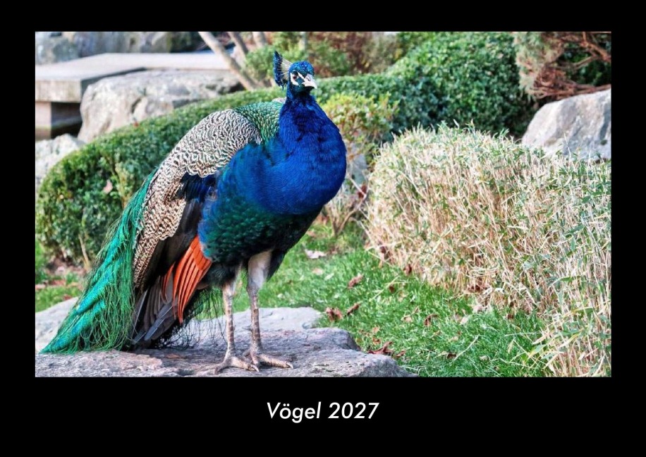 Vögel 2027 Fotokalender DIN A3 - Tobias Becker