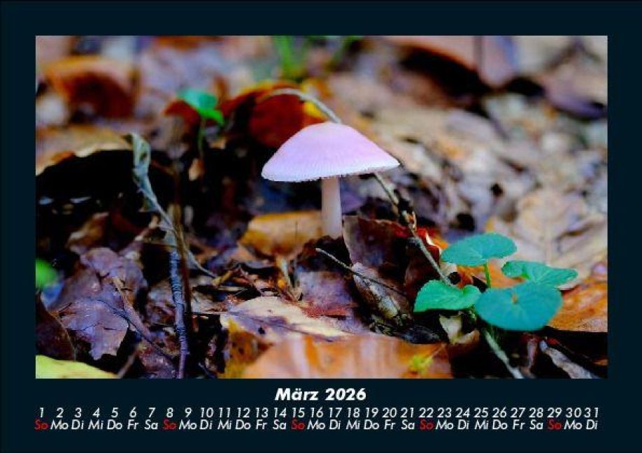 InsideView 7