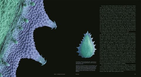 InsideView 6