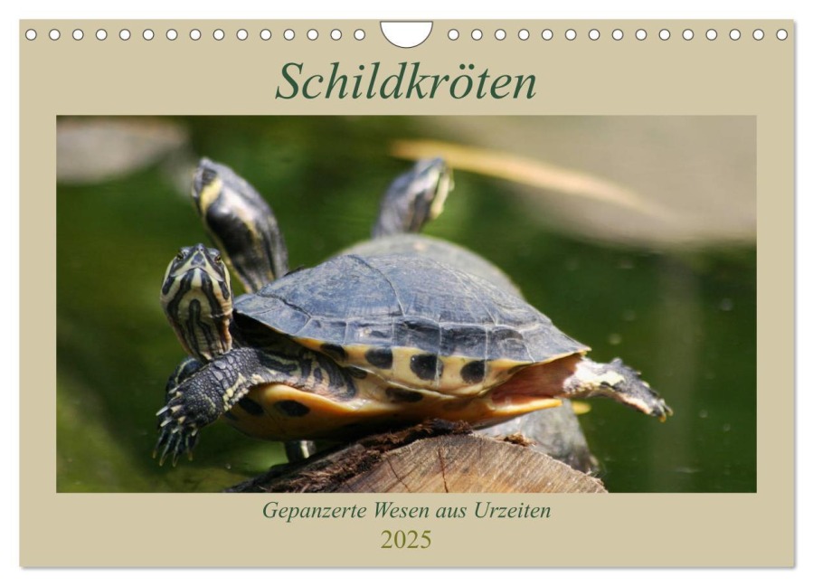 Schildkröten - Gepanzerte Wesen aus Urzeiten (Wandkalender 2025 DIN A4 quer), CALVENDO Monatskalender - Barbara Mielewczyk