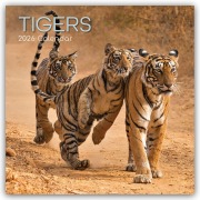 Cover-Bild zum Titel 'Tigers - Tiger 2026 - 16-Monatskalender' von 'The Gifted'