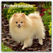 Cover-Bild zum Titel 'Pomeranians - Spitz 2027 - 16-Monatskalender' von 'Browntrout Publishers'