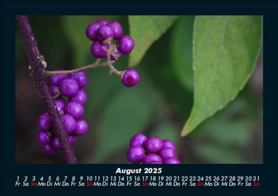 InsideView 12