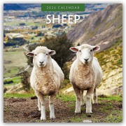 Sheep - Schafe 2026 - 16-Monatskalender - Robin Red