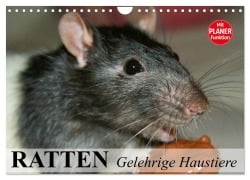 Cover-Bild zum Titel 'Ratten. Gelehrige Haustiere (Wandkalender 2026 DIN A4 quer), CALVENDO Monatskalender' von 'Elisabeth Stanzer'