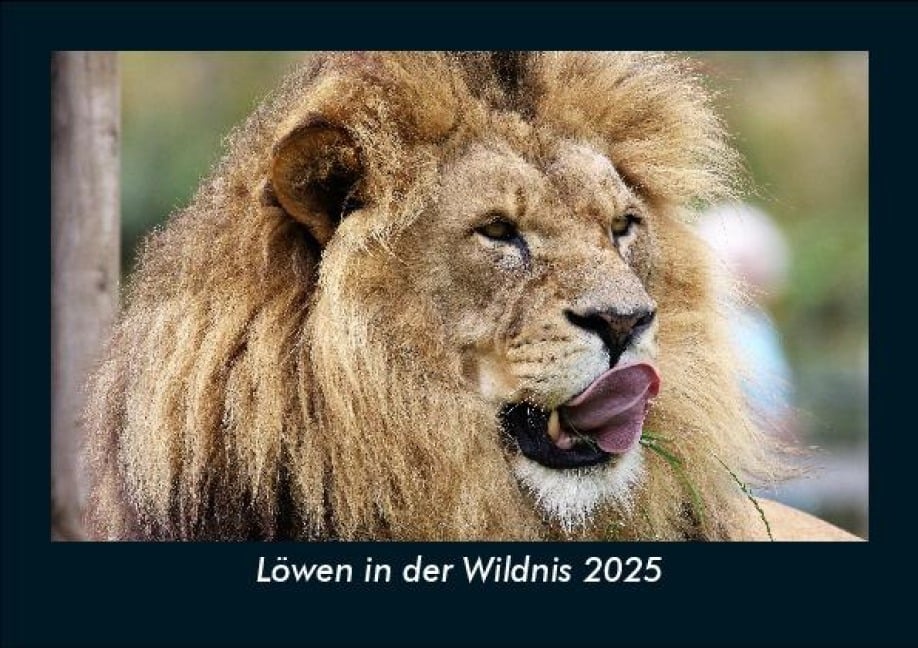 Löwen in der Wildnis 2025 Fotokalender DIN A5 - Tobias Becker
