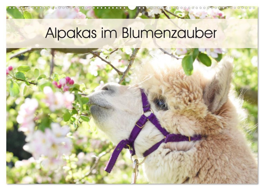 Alpakas im Blumenzauber (Wandkalender 2026 DIN A2 quer), CALVENDO Monatskalender - Heidi Rentschler
