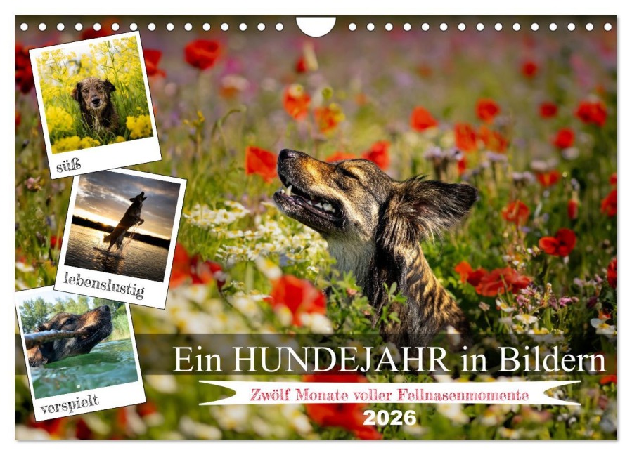 Ein Hundejahr in Bildern (Wandkalender 2026 DIN A4 quer), CALVENDO Monatskalender - Daniel Pelz