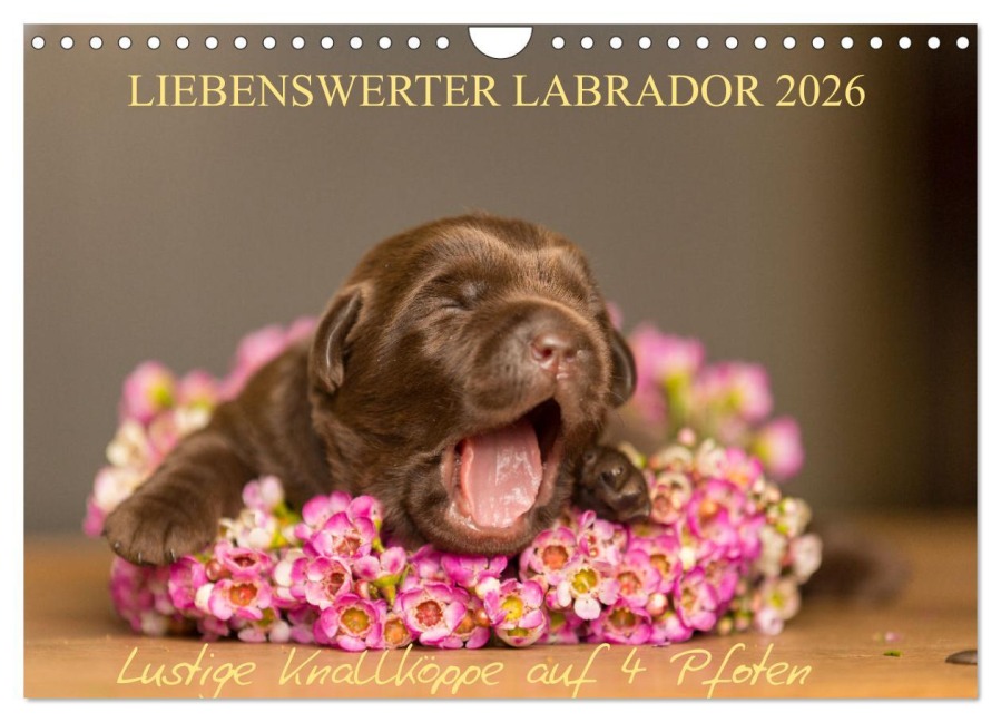 Liebenswerter Labrador 2026 (Wandkalender 2026 DIN A4 quer), CALVENDO Monatskalender - Annett Mirsberger