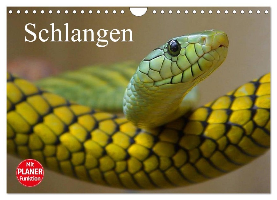 Schlangen (Wandkalender 2026 DIN A4 quer), CALVENDO Monatskalender - Elisabeth Stanzer