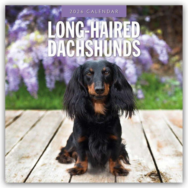Long-Haired Dachshunds - Langhaardackel 2026 - 16-Monatskalender - Robin Red