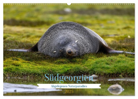 Südgeorgien - Abgelegenes Naturparadies (Wandkalender 2025 DIN A2 quer), CALVENDO Monatskalender - Thorsten Jürs