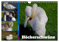 Cover-Bild zum Titel 'Faszination Höckerschwäne (Wandkalender 2026 DIN A4 quer), CALVENDO Monatskalender' von 'Babett Paul - Babetts Bildergalerie'
