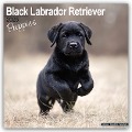 Black Labrador Retriever Puppies - Schwarze Labradorwelpen 2025 - 16-Monatskalender - Avonside Publishing Ltd