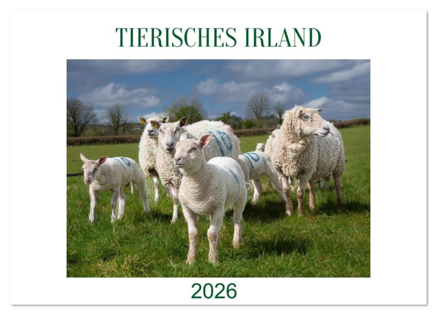 Irland erleben - Wo Schafe, Pferde und Kühe das Landschaftsbild prägen (Wandkalender 2026 DIN A4 quer), CALVENDO Monatskalender - Claudia Guth