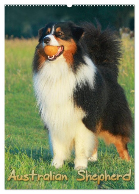 Australian Shepherd (Wandkalender 2026 DIN A2 hoch), CALVENDO Monatskalender - Barbara Mielewczyk