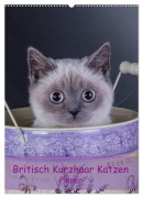 Britisch Kurzhaar Katzen - Planer (Wandkalender 2026 DIN A2 hoch), CALVENDO Monatskalender - Gabriela Wejat-Zaretzke