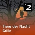 Cover-Bild zum Titel 'Tiere der Nacht: Grille' von 'Silke Wolfrum'