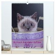 Britisch Kurzhaar Katzen - Planer (hochwertiger Premium Wandkalender 2026 DIN A2 hoch), Kunstdruck in Hochglanz - Gabriela Wejat-Zaretzke