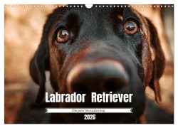 Verzauberung Labrador Retriever 2026 (Wandkalender 2026 DIN A3 quer), CALVENDO Monatskalender - Sensiebelfotografie Saskia Katharina Siebel