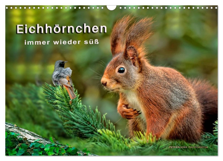 Eichhörnchen - immer wieder süß (Wandkalender 2026 DIN A3 quer), CALVENDO Monatskalender - Peter Roder
