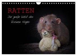 Cover-Bild zum Titel 'Ratten. Die große Welt der kleinen Nager (Wandkalender 2026 DIN A4 quer), CALVENDO Monatskalender' von 'Thorsten Nilson'