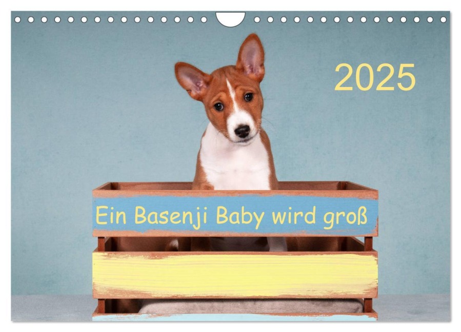 Ein Basenji Baby wird groß (Wandkalender 2025 DIN A4 quer), CALVENDO Monatskalender - Angelika Joswig