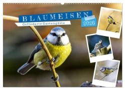 Cover-Bild zum Titel 'Gefiederte Gartengäste, Blaumeisen (Wandkalender 2026 DIN A2 quer), CALVENDO Monatskalender' von 'Sabine Löwer'