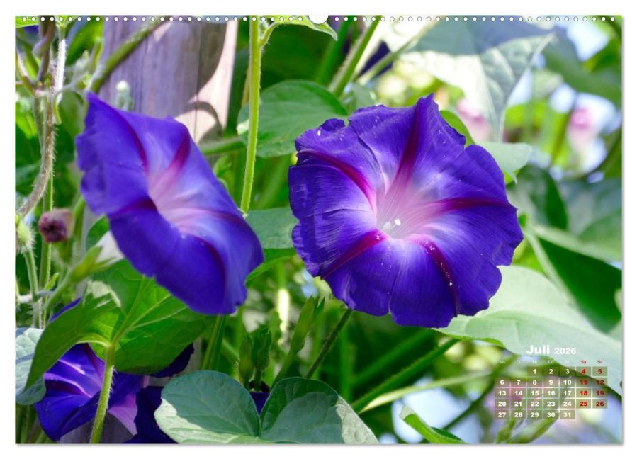 InsideView 11