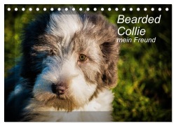 Cover-Bild zum Titel 'Bearded Collie, mein Freund (Tischkalender 2026 DIN A5 quer), CALVENDO Monatskalender' von 'Ula Redl'