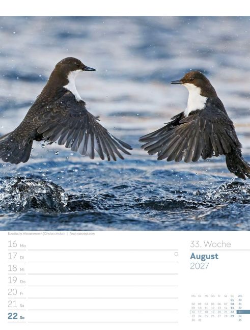 InsideView 37