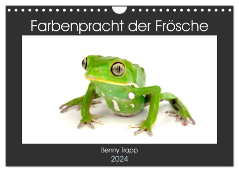 Farbenpracht der Frösche (Wandkalender 2024 DIN A4 quer), CALVENDO Monatskalender - Benny Trapp