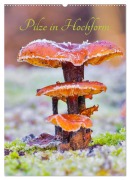 Cover-Bild zum Titel 'Pilze in Hochform (Wandkalender 2026 DIN A2 hoch), CALVENDO Monatskalender' von 'Clemens Stenner'