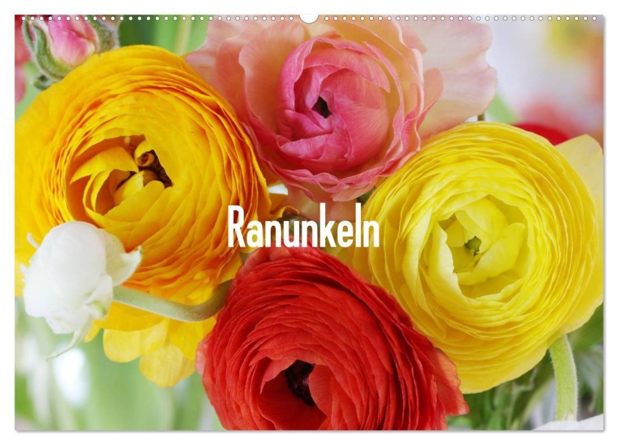 Ranunkeln (Wandkalender 2027 DIN A2 quer), CALVENDO Monatskalender - Gisela Kruse