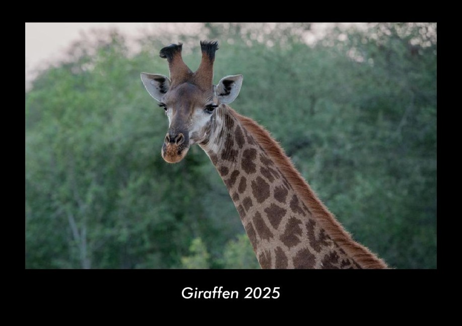 Giraffen 2025 Fotokalender DIN A3 - Tobias Becker