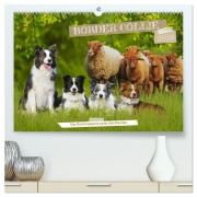 Cover-Bild zum Titel 'Border Collie - Das Universalgenie unter den Hunden (hochwertiger Premium Wandkalender 2026 DIN A2 quer), Kunstdruck in Hochglanz' von 'Sigrid Starick'