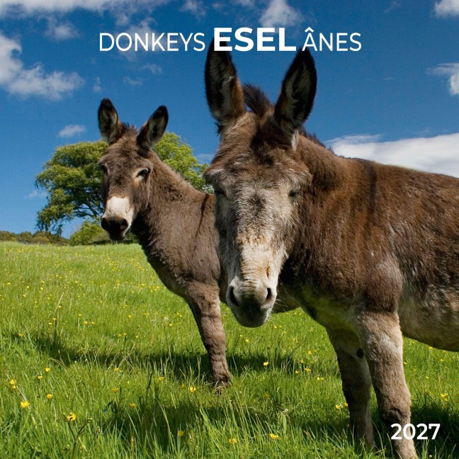 Esel / Donkeys 2027 - 