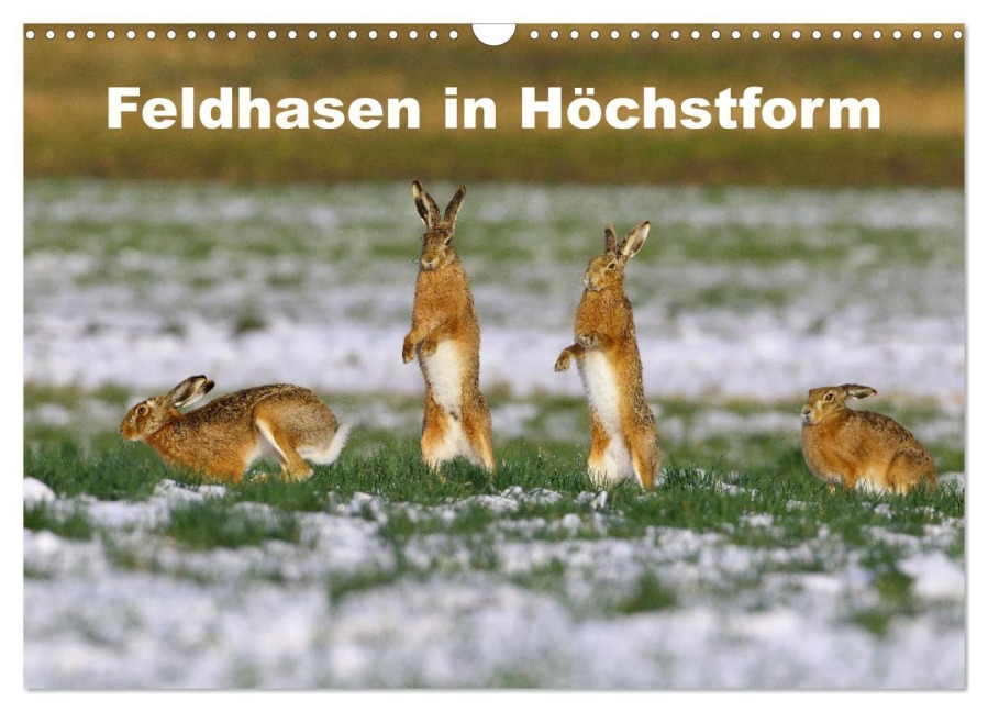 Feldhasen in Höchstform (Wandkalender 2026 DIN A3 quer), CALVENDO Monatskalender - Günter Bachmeier