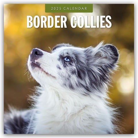 Border Collies - Border Collie 2025 - 16-Monatskalender - 