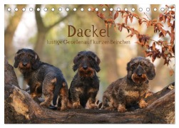 Cover-Bild zum Titel 'Dackel - lustige Gesellen auf kurzen Beinchen (Tischkalender 2026 DIN A5 quer), CALVENDO Monatskalender' von 'Mecky Lacher-Nadolny'