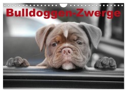 Cover-Bild zum Titel 'Bulldoggen-Zwerge (Wandkalender 2026 DIN A4 quer), CALVENDO Monatskalender' von 'Elisabeth Stanzer'