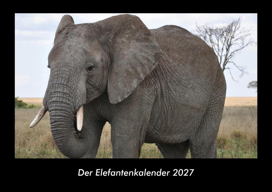Der Elefantenkalender 2027 Fotokalender DIN A3 - Tobias Becker