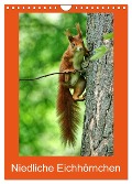 Niedliche Eichhörnchen (Wandkalender 2025 DIN A4 hoch), CALVENDO Monatskalender - Kattobello Kattobello