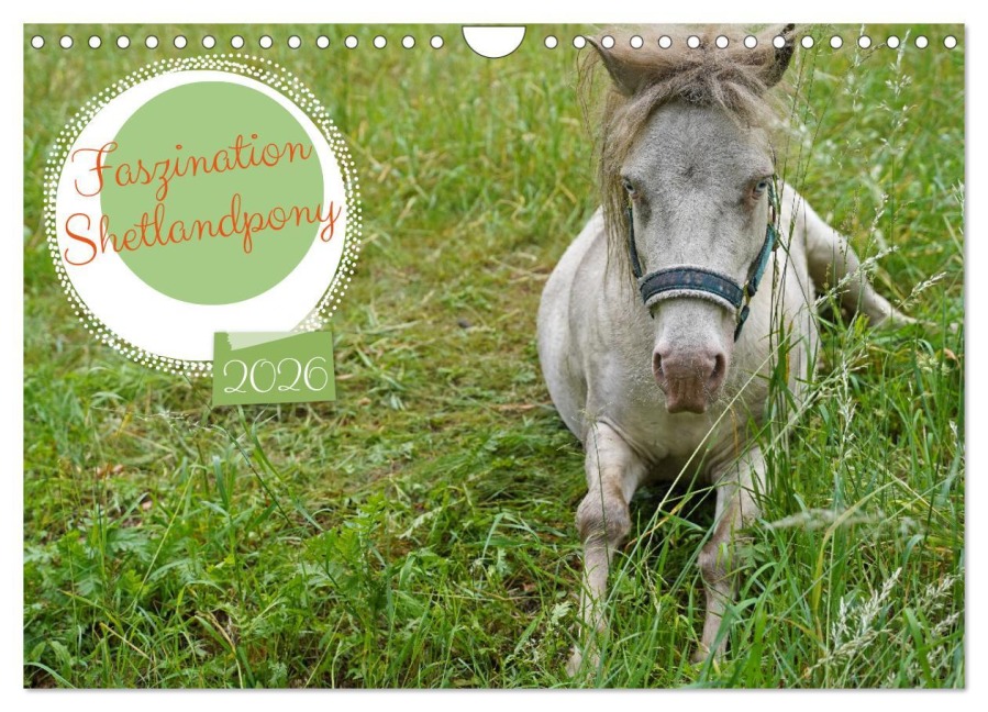 Faszination Shetlandpony (Wandkalender 2026 DIN A4 quer), CALVENDO Monatskalender - Babett Paul - Babetts Bildergalerie