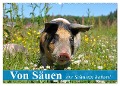 Von Säuen die Schwein haben! (Wandkalender 2024 DIN A2 quer), CALVENDO Monatskalender - Elisabeth Stanzer